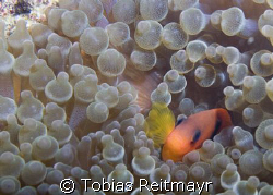 Tomato anemonefish in bulb anemone, Bida Nok, Phi Phi Isl... by Tobias Reitmayr 